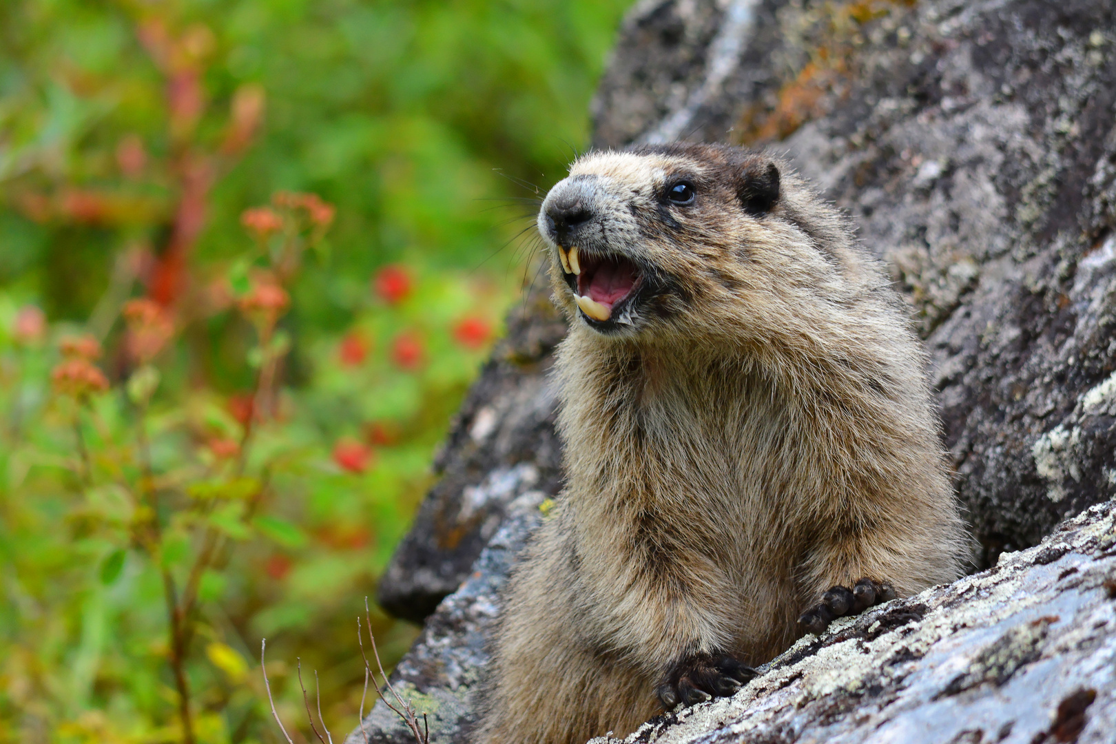 Marmot