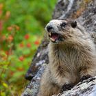 Marmot