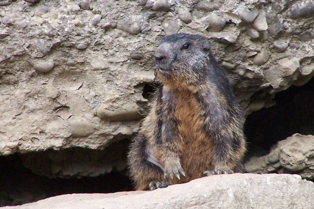 Marmot