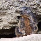 Marmot