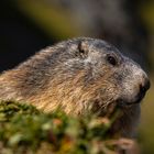 marmot