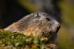 marmot