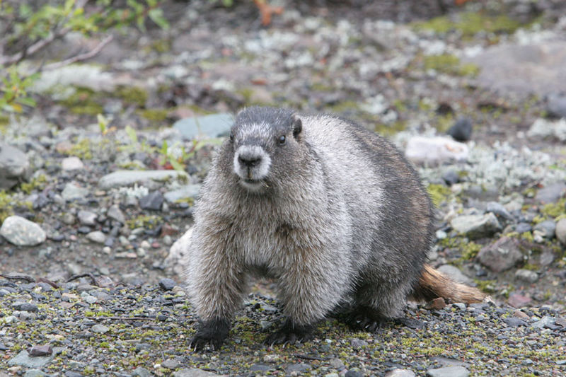 Marmot