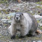 Marmot