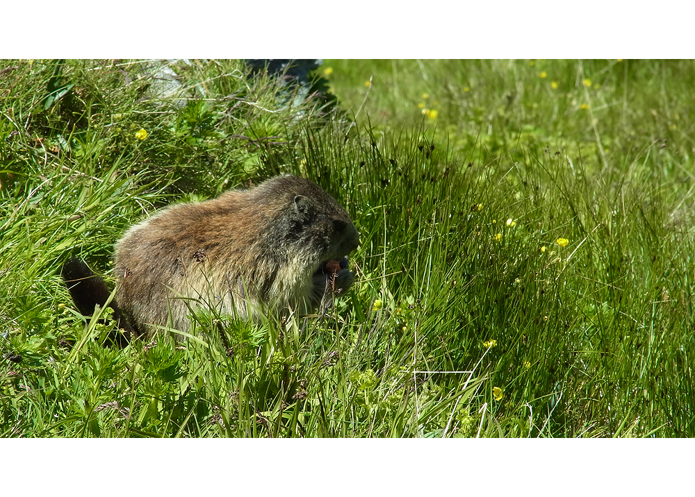 Marmot