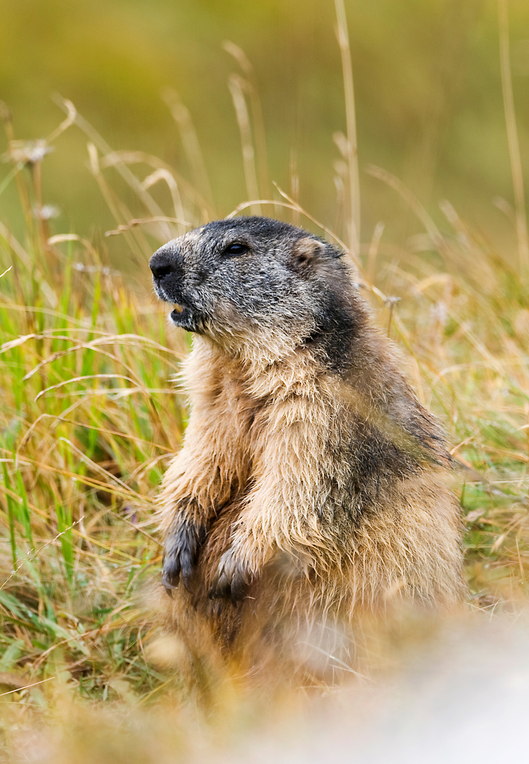 Marmot