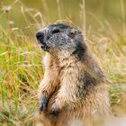 Marmot