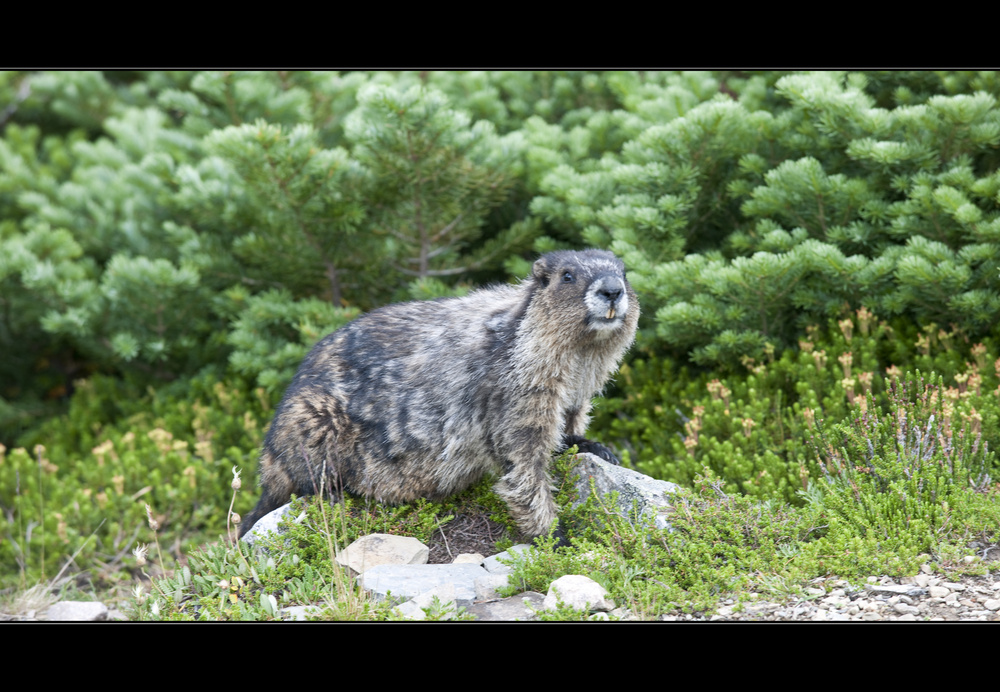 [ Marmot ]