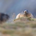 Marmot