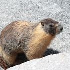 Marmot