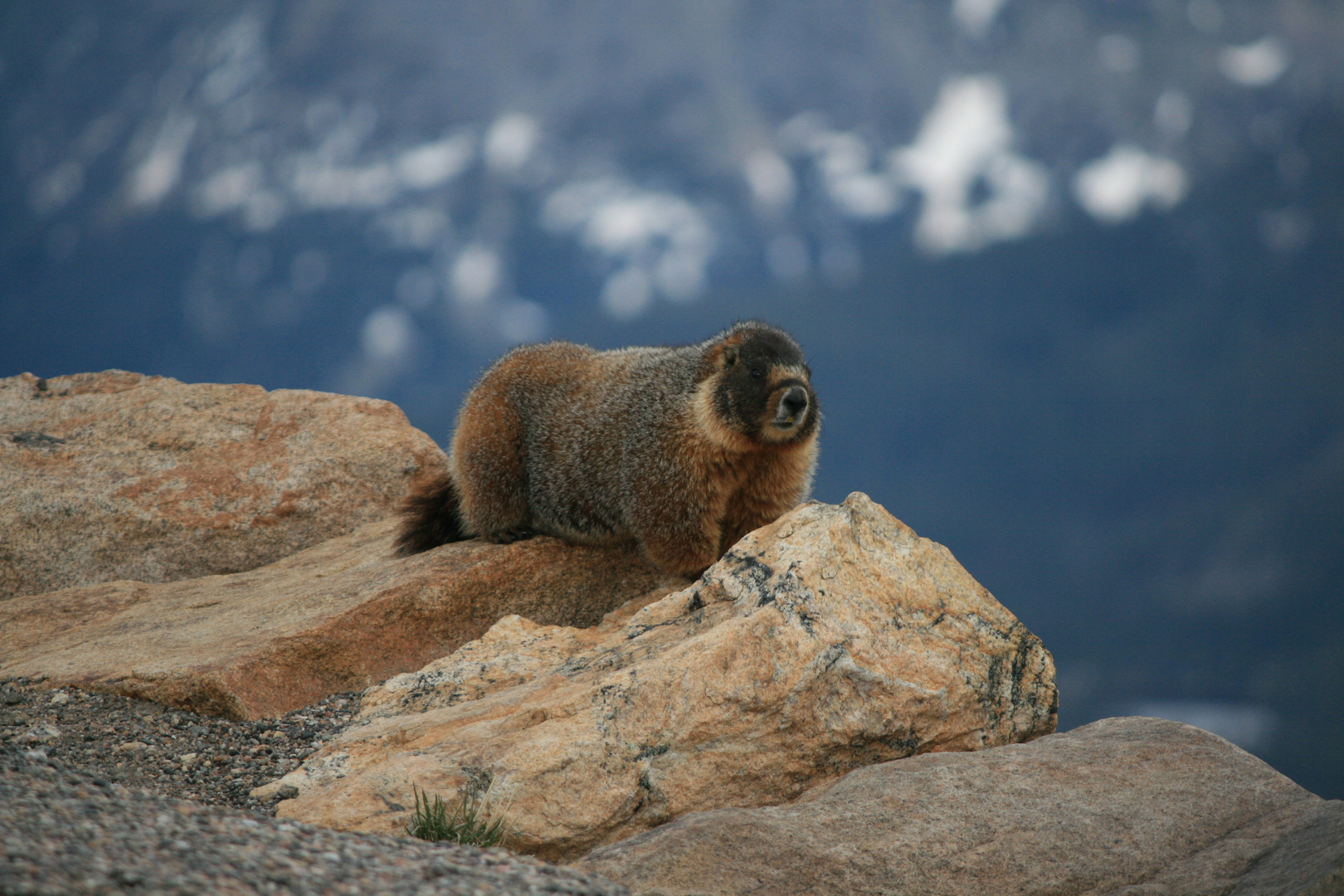 Marmot