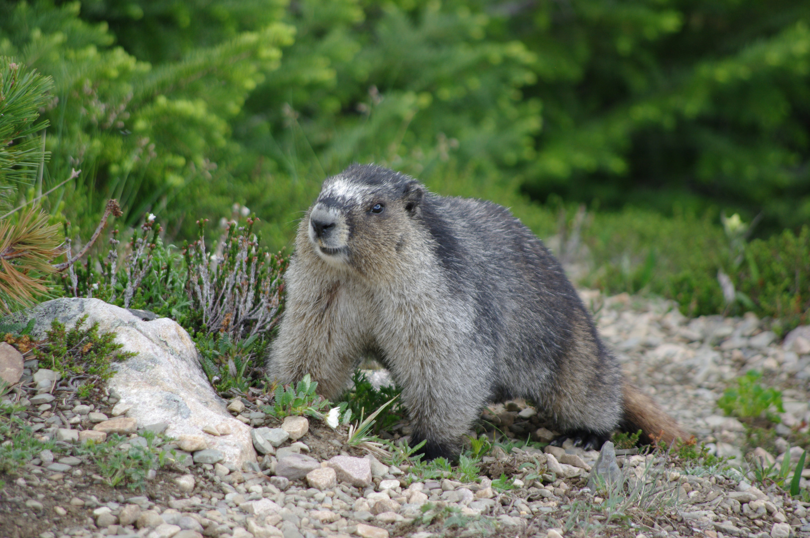 Marmot