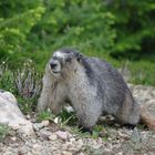 Marmot