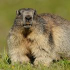 Marmot