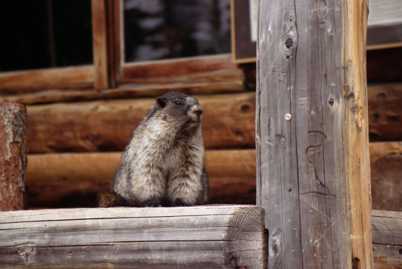 Marmot