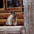 Marmot