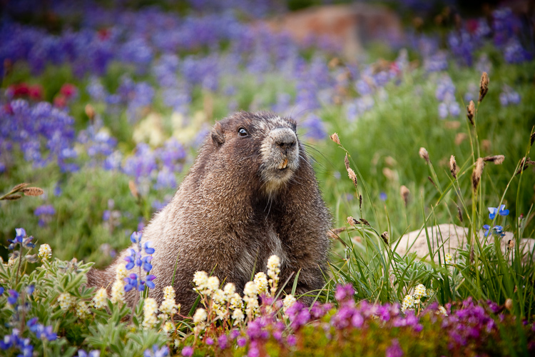 Marmot