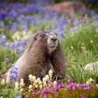 Marmot