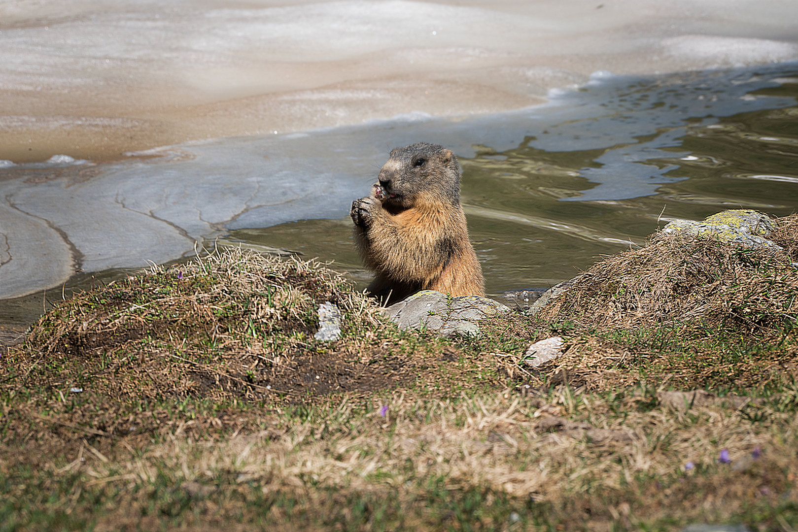 Marmot