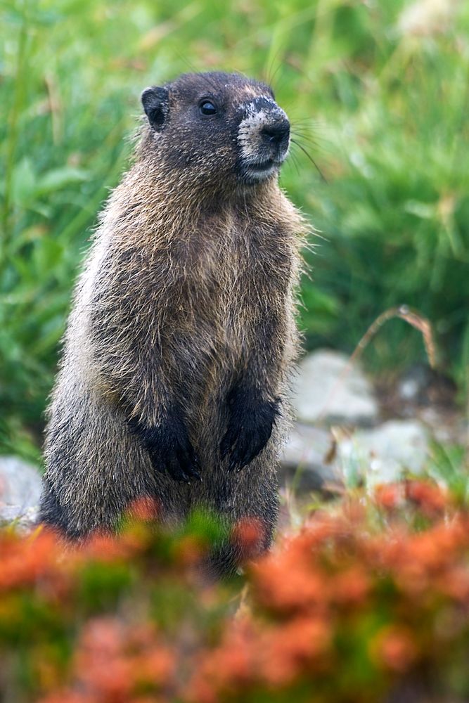 Marmot