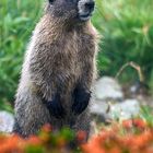 Marmot