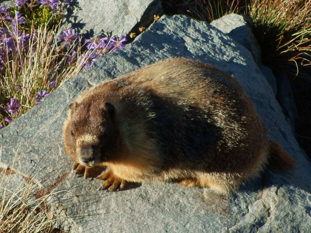 Marmot