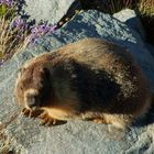 Marmot