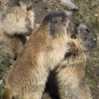 Marmot-courtship