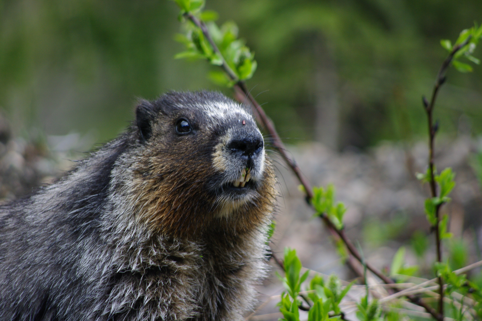 Marmot