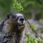 Marmot