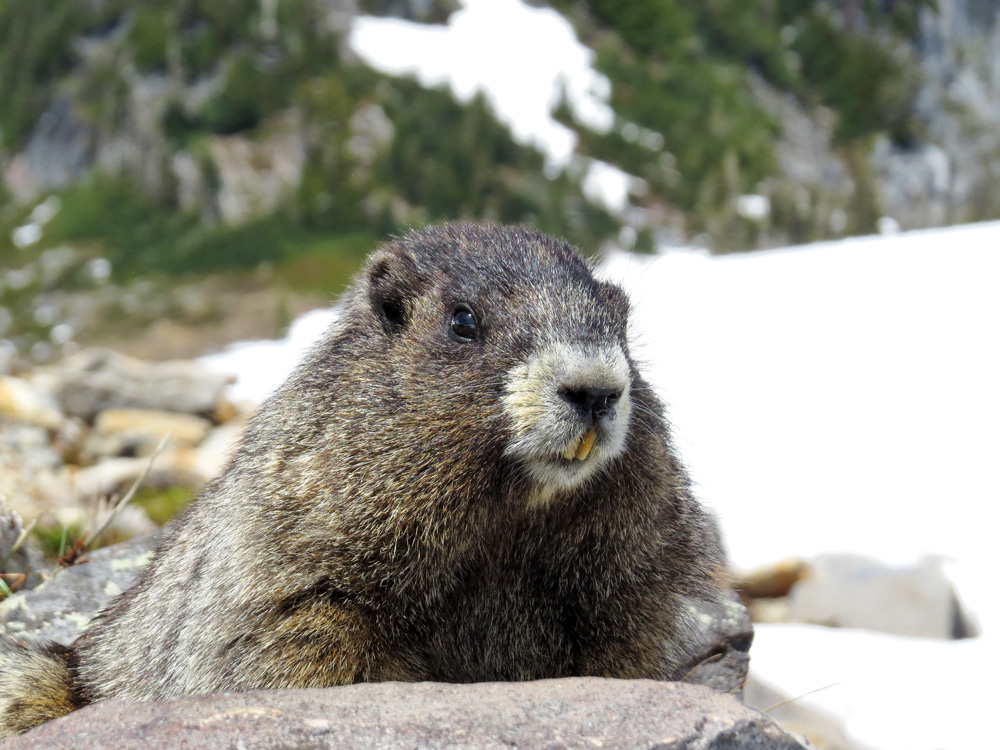 Marmot