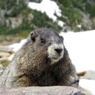 Marmot