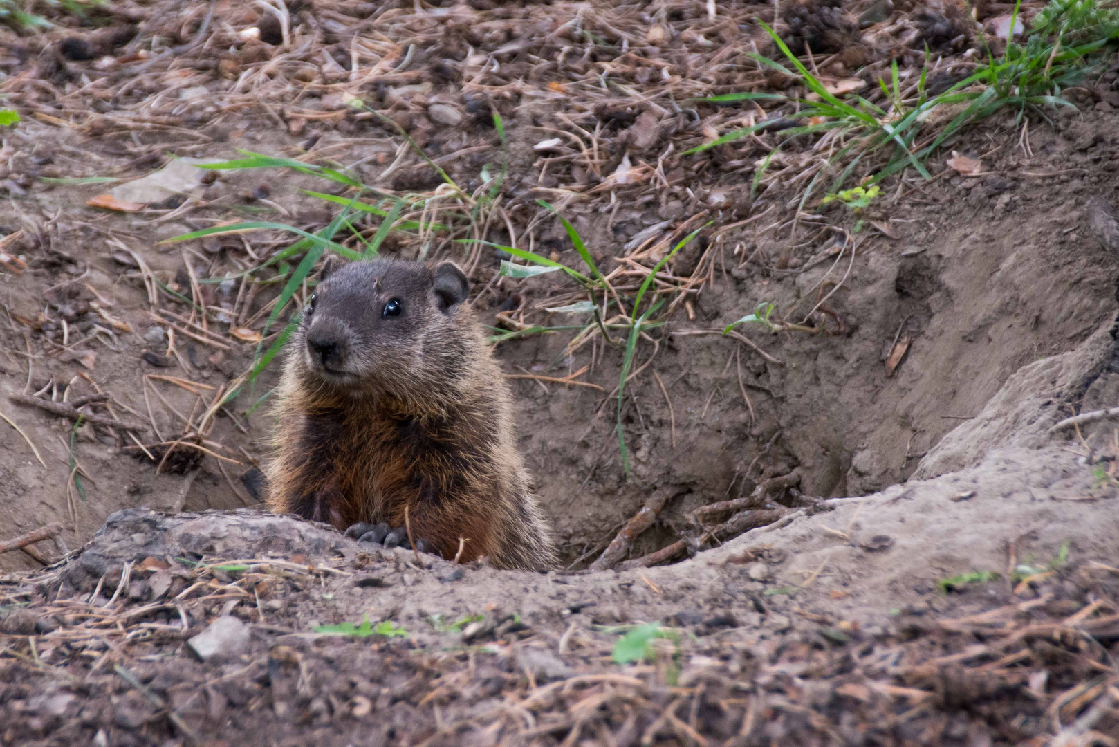 Marmot in Ottawa (Canada)