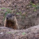 Marmot in Ottawa (Canada)