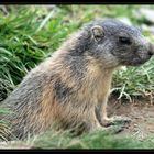 Marmot in the alps