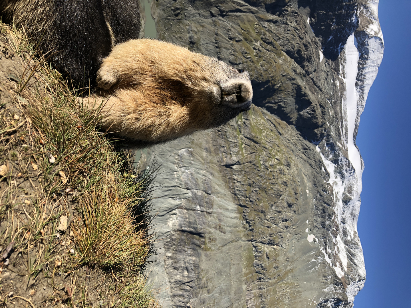 Marmot - Marmotta - Murmeltier - Mormota - Austria