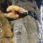 Marmot - Marmotta - Murmeltier - Mormota - Austria