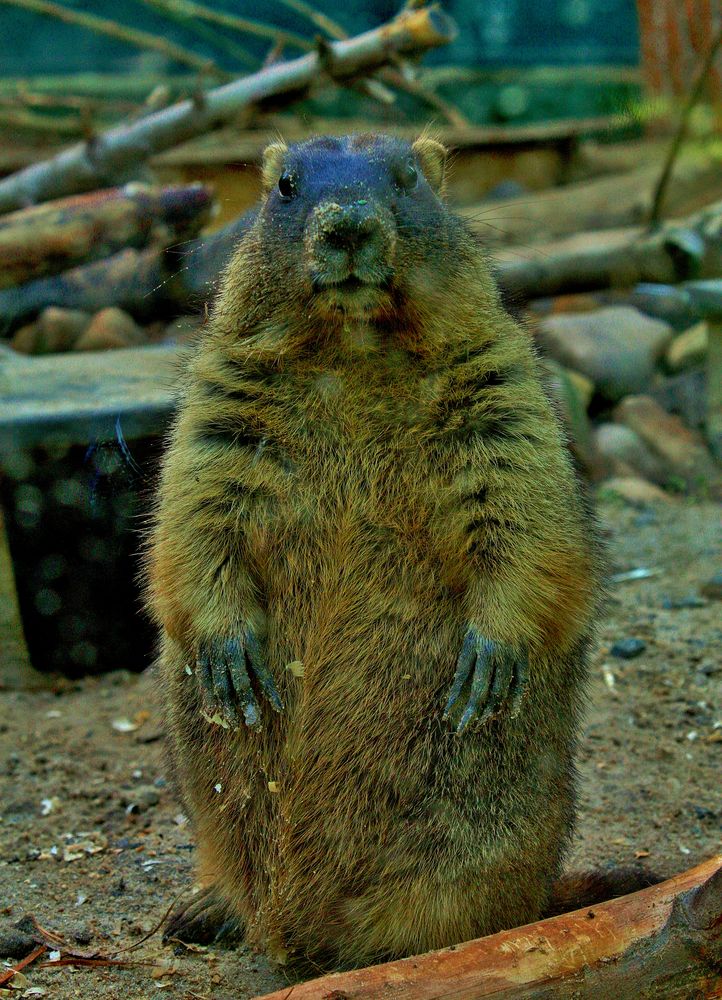 Marmot Odin :)