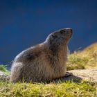 marmot view