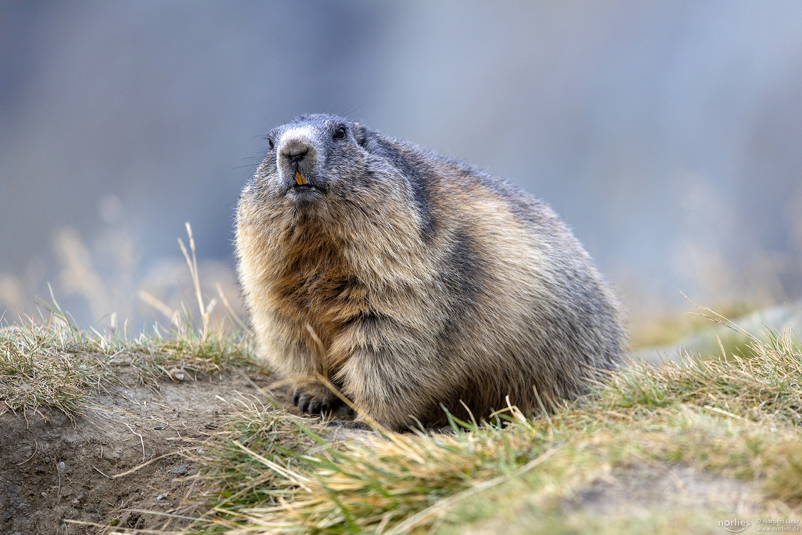 Marmota Foto & Bild europe, Österreich, tiere Bilder auf