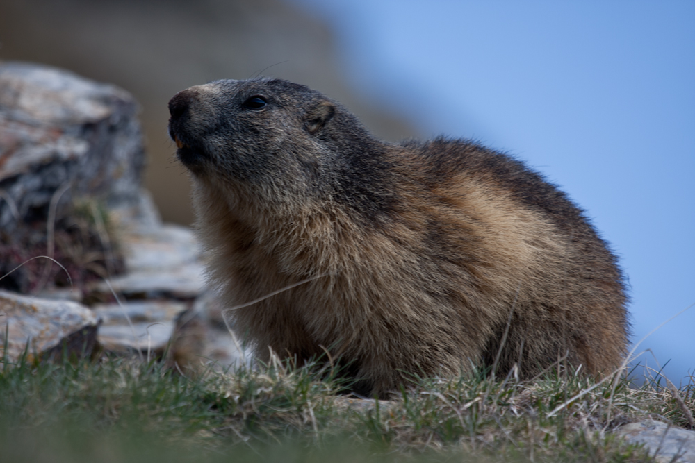 Marmota