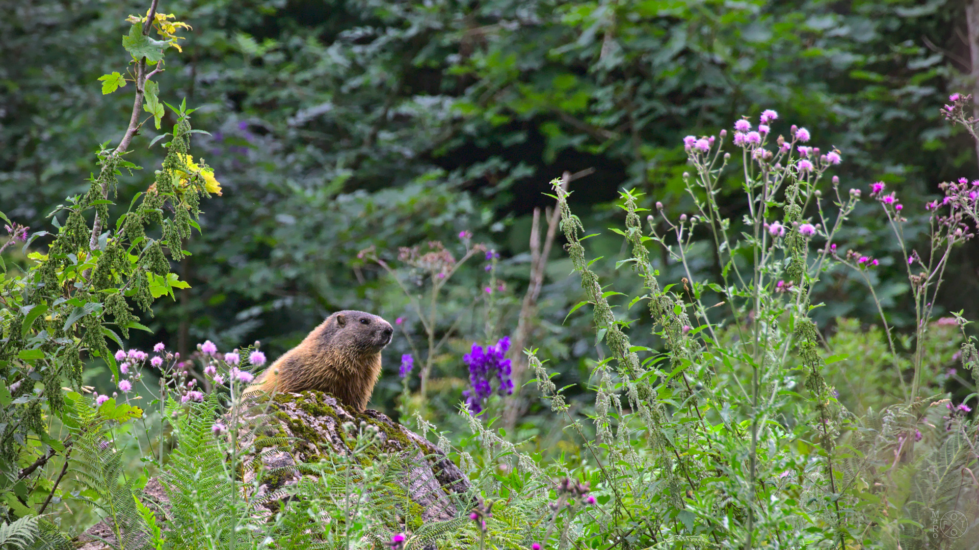 Marmota