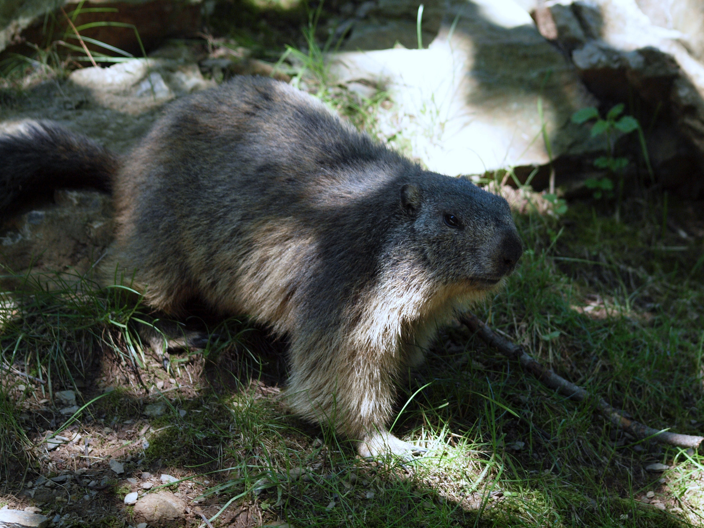 MARMOTA