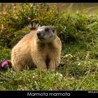 Marmota marmota