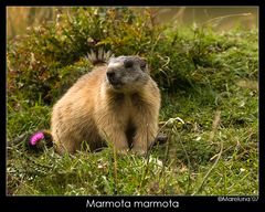 Marmota marmota