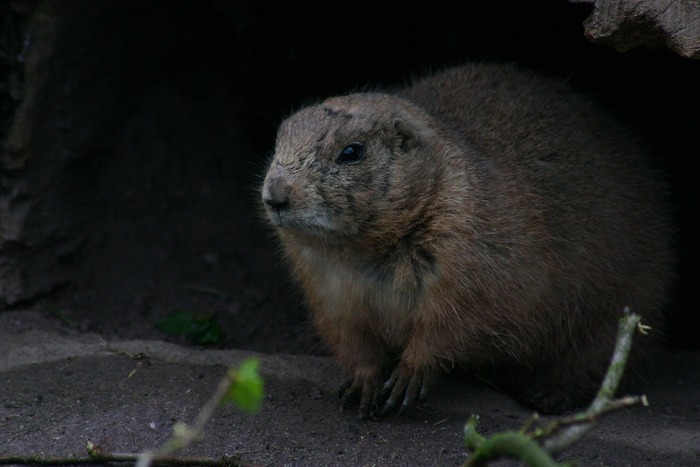 Marmota Marmota