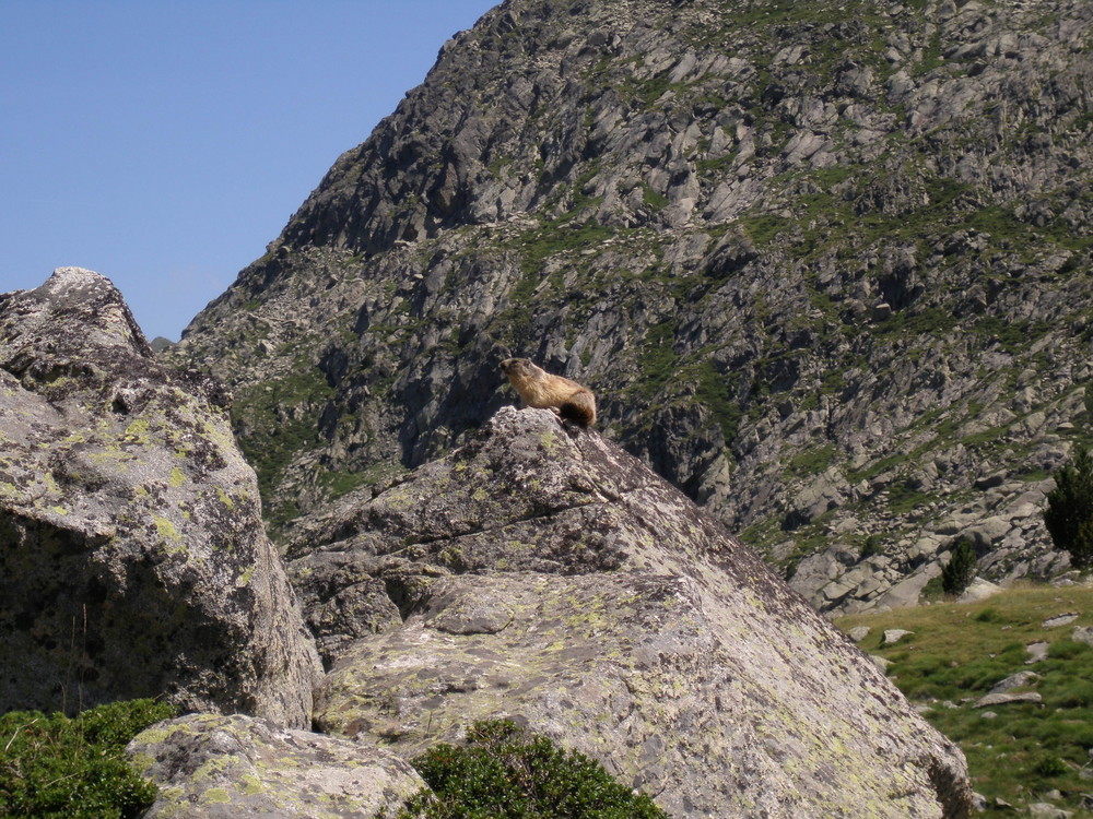 Marmota marmota