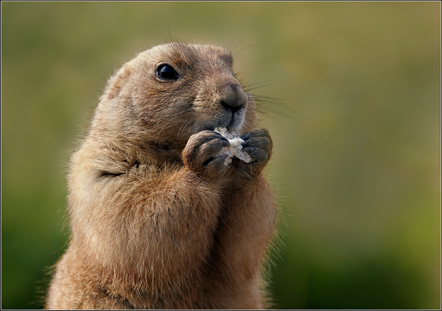 Marmota marmota