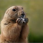 Marmota marmota