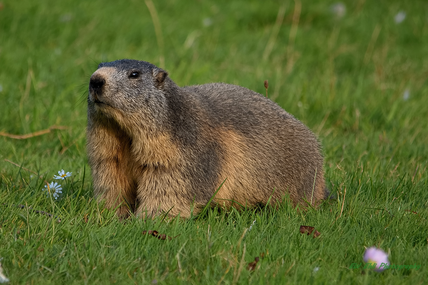 Marmota marmota..